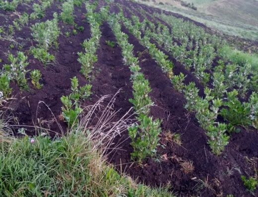 Canastas Agroecológicas a Domicilio Agro-ABEC