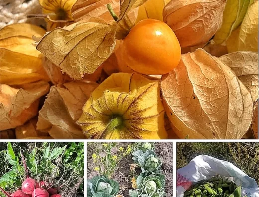 Punto de Alimentación Saludable en Nayón