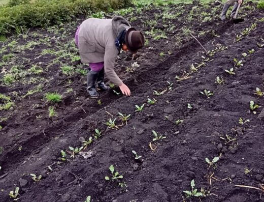 GRANJA AGROECOLOGICA LA PONDEROSA