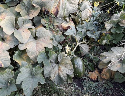 Asociación de Emprendedores de la Argelia Alta